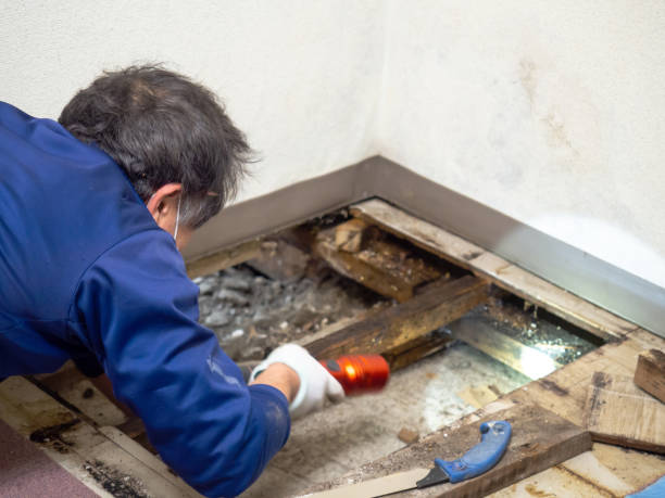 Best Commercial Mold Removal  in Helena, AL