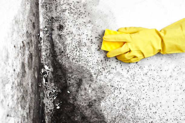 Best Residential Mold Removal  in Helena, AL