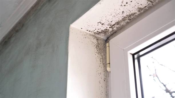 Best Office Mold Removal Services  in Helena, AL