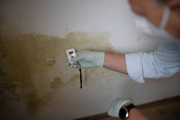 Office Mold Removal Services in Helena, AL