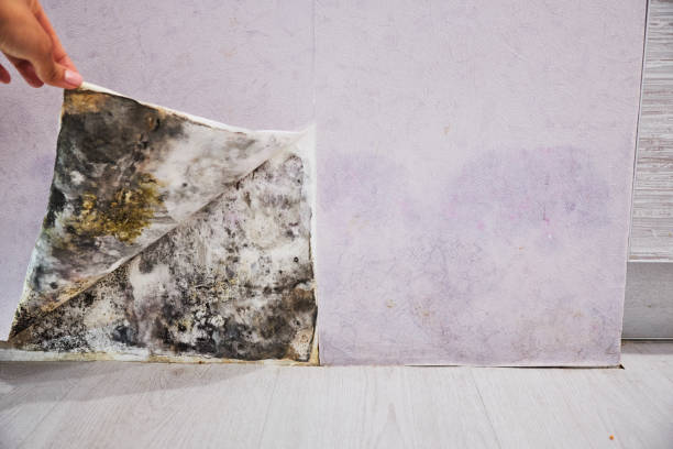 Best Certified Mold Removal  in Helena, AL